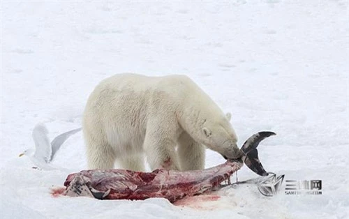 Gấu Bắc Cực ăn thịt cá heo – hậu quả của biến đổi khí hậu - 4