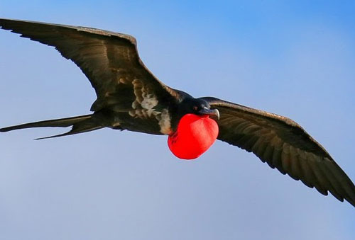 CLIP: Bí mật về giấc ngủ trong khi bay của loài chim