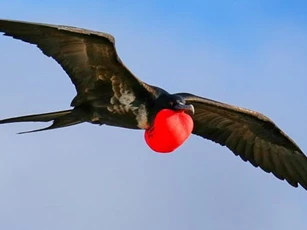 CLIP: Bí mật về giấc ngủ trong khi bay của loài chim