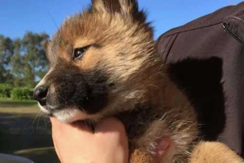 Đem chú chó con đi lạc về nuôi, 1 tháng sau, chủ nhà kinh ngạc khi biết biết rõ thân thế của nó