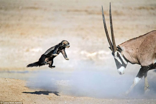 Thế trận kém, 'kẻ bố đời' thoát nạn trước linh dương