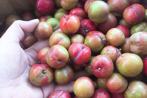 Tác hại khi ăn mận sai cách bạn không lường được