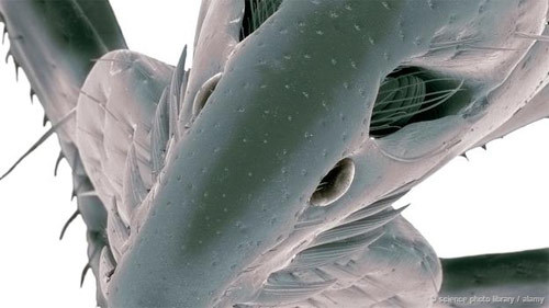 Điều gì xảy ra nếu toàn bộ kí sinh trùng trên Trái Đất biến mất?