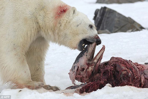 Gấu Bắc Cực ăn thịt cá heo – Hậu quả của biến đổi khí hậu