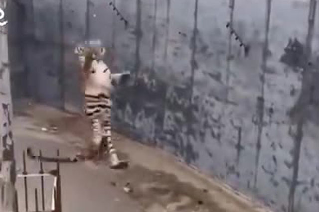 Đi chơi vườn thú mà thản nhiên đem gà sống để "câu hổ", du khách khiến con vật hung hãn ngã đau điếng, xem xong clip ai cũng căm phẫn