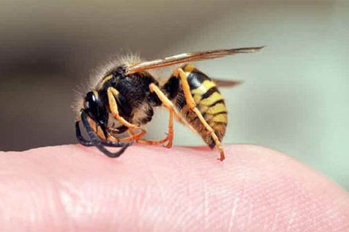 Hóa ra đây là lý do vì sao ong mật sau khi đốt người xong lại bị chết