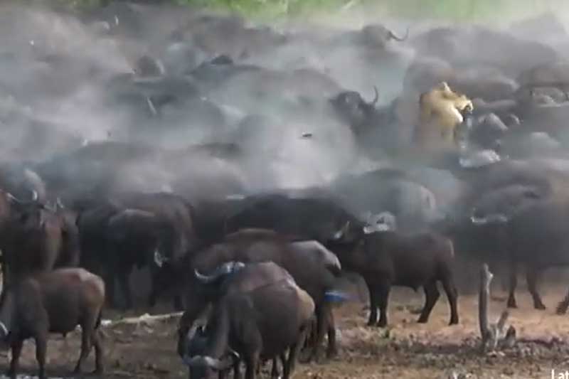 Bị đàn trâu rừng thay nhau 'tung hứng', sư tử cái nhận về cái kết cực 'đắng'