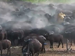 Bị đàn trâu rừng thay nhau 'tung hứng', sư tử cái nhận về cái kết cực 'đắng'