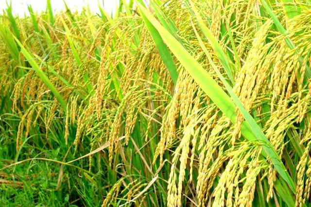 Giá lúa tăng cao, doanh nghiệp xuất khẩu khó đàm phán hợp đồng