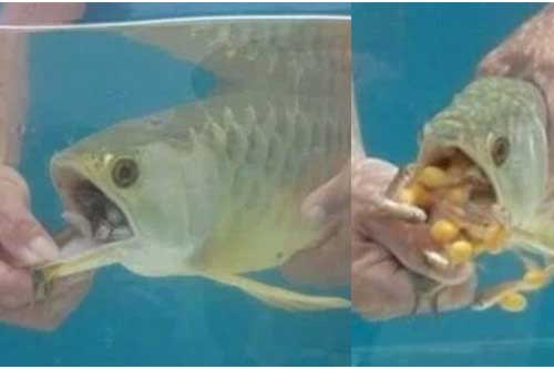 Mua con cá rồng bạc triệu về nhà nhưng cá không bơi, không ăn uống gì: Hoảng hồn nhận ra sự thật khi cậy miệng con vật!