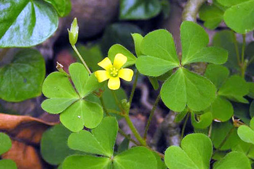 Khám phá bài thuốc chữa bệnh từ cây me đất