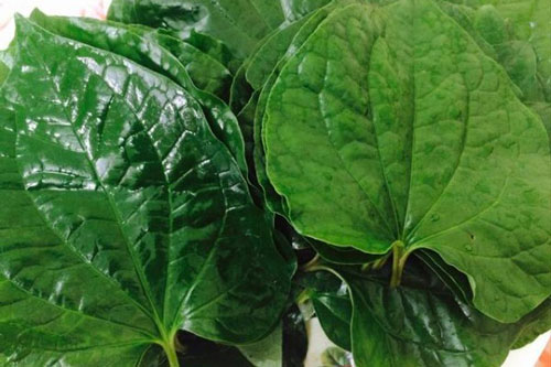 Chữa đau răng, sâu răng cực nhanh chỉ bằng cách sử dụng lá lốt