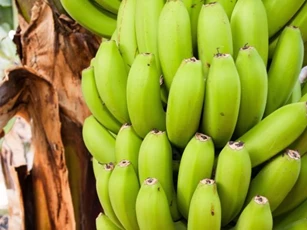 Ngừa ung thư, giảm cân nhờ chuối xanh