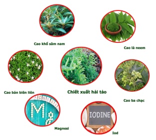 Hải tảo kết hợp với các vị thuốc quý giúp cải thiện tình trạng suy giáp hiệu quả.