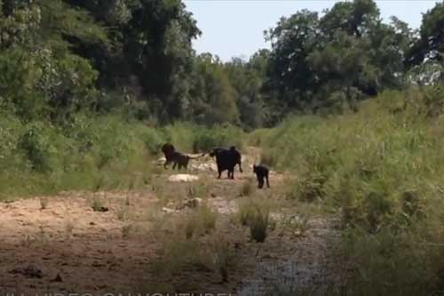 Clip: Trâu mẹ đánh đuổi cả báo hoa mai lẫn sư tử đực khi kẻ thù có ý định hãm hại nghé