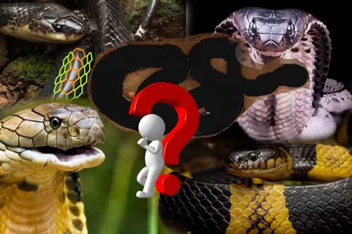 Loài rắn độc nhất Việt Nam: Cạp nong, cạp nia hay hổ mang chúa cũng không có "cửa"