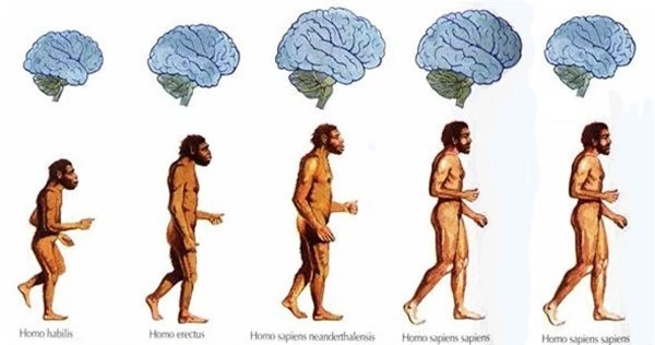 Dữ liệu cho thấy từ Thời Đồ đá tới nay, não con người đang teo nhỏ lại - Ảnh 1.