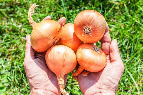 7 điều xảy ra với cơ thể khi bạn ăn hành thường xuyên