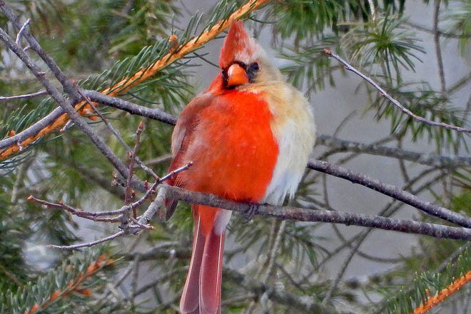 Phát hiện con chim 'nửa đực nửa cái' cực kỳ quý hiếm