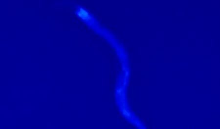 Giới khoa học đã chụp được ảnh "thần chết"