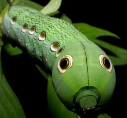 Chân dung côn trùng ‘dọa’ chim bằng ‘đôi mắt giả’