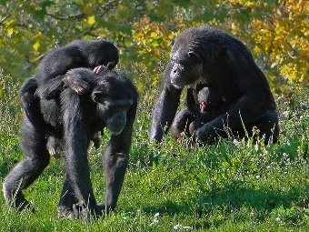 Giống cái quyết định quá trình hình thành loài người