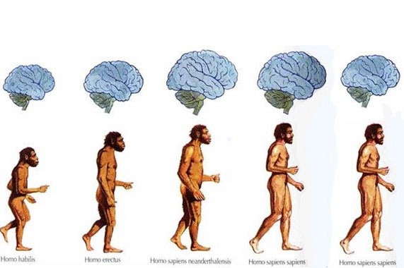 Dữ liệu cho thấy từ Thời Đồ đá tới nay, não con người đang teo nhỏ lại