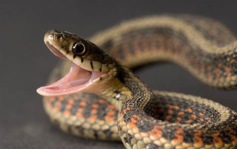 Những chất độc chết người được dùng làm... thuốc quý