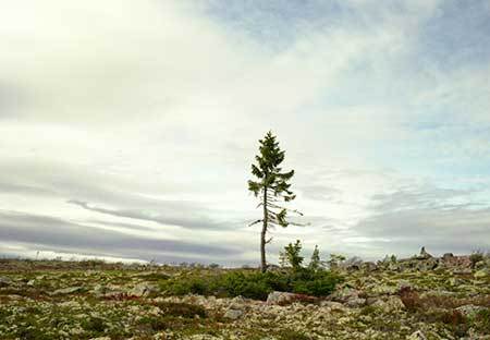 Những sinh vật sống thọ nhất Trái Đất