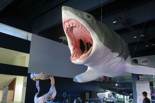 Những miền đất cứ đào đường, xây nhà là đụng độ quái thú, mộ cổ