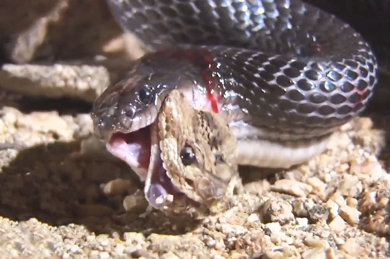 Clip: Bị kẻ thù nuốt gần hết cơ thể, rắn đuôi chuông vẫn cố gắng tấn công