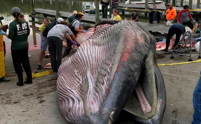 Cá voi khổng lồ trôi dạt vào bờ biển ở Florida. Nguồn: National Park Service via AP.