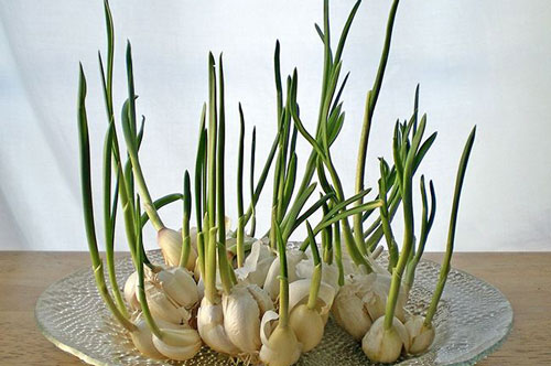 Hướng dẫn làm tỏi mọc mầm chống 14 loại tế bào ung thư