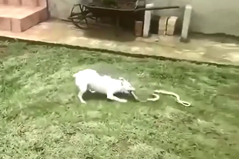 Clip: Chó nhà tấn công rắn hổ mang chúa và cái kết khó tin