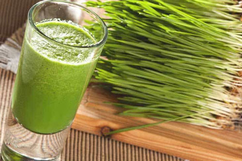 Cỏ lúa mì - Thảo dược rất tốt cho sức khỏe