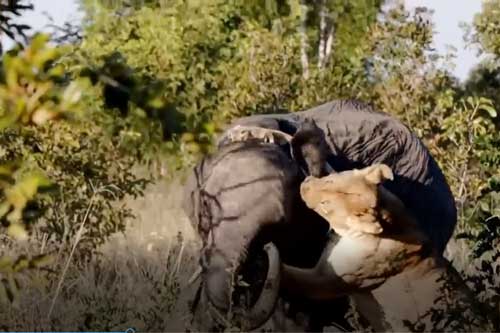 Clip: Voi con lạc mẹ bị sư tử cái tấn công điên cuồng, điều bất ngờ diễn ra tại phút cuối
