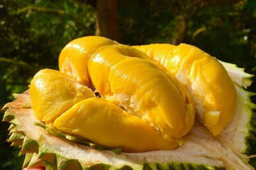 Những 'đại kỵ' khi ăn sầu riêng không phải ai cũng biết