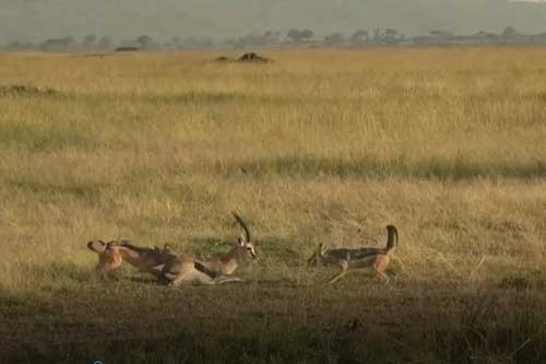 Clip: Linh dương bị chó rừng đeo bám, xẻ thịt dã man
