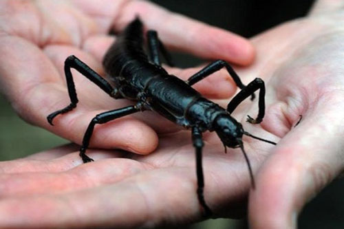 Loài côn trùng nào hiếm nhất thế giới?