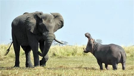 Hà mã hiên ngang đối đầu với voi