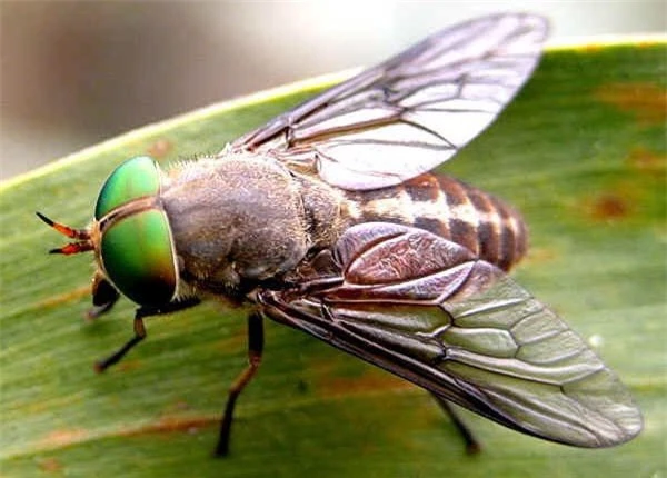 1001 thắc mắc: Loài côn trùng nào hiếm nhất thế giới? - ảnh 4
