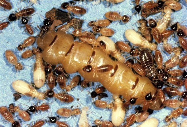 1001 thắc mắc: Loài côn trùng nào hiếm nhất thế giới? - ảnh 7
