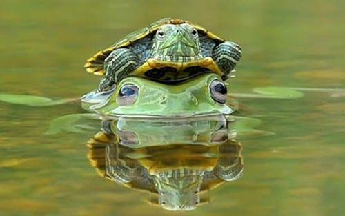 Khoảnh khắc động vật "cõng" nhau siêu ngộ nghĩnh