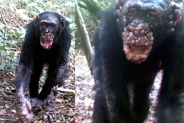 Bệnh phong lần đầu tiên được phát hiện trên loài tinh tinh hoang dã