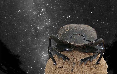 Bọ hung cũng biết định hướng theo... thiên văn