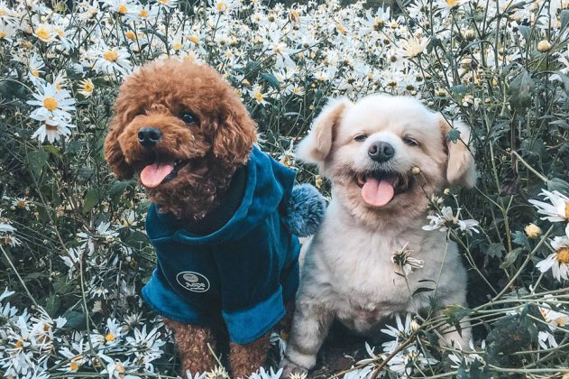 Chó đã làm bạn với con người từ ít nhất 23.000 năm trước