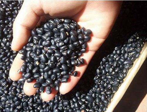 5 công dụng giúp đậu đen trở thành 'siêu thực phẩm' của người Việt