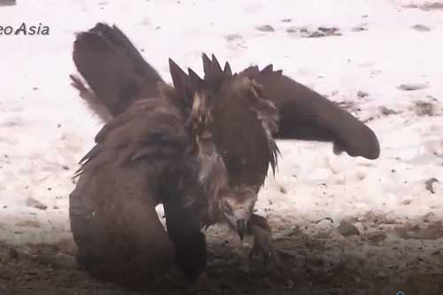 Clip: "Chúa tể bầu trời" cũng bị loài chim này vật ra đất, đành trơ mắt nhìn kẻ thù thưởng thức "đại tiệc xác thối"