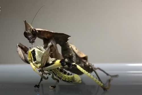 Clip: Bọ ngựa xé xác ăn thịt con mồi tàn bạo