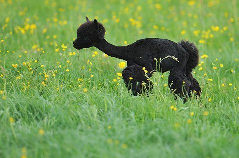 Những chú lạc đà “xén lông” siêu ngộ nghĩnh